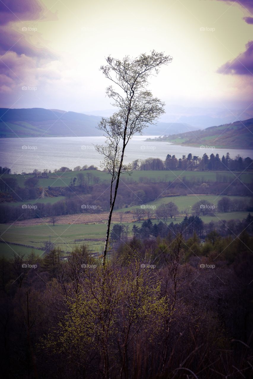 Tree on a hill