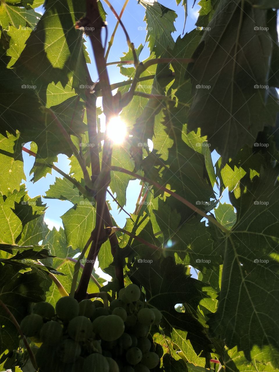 sun through the grapevines