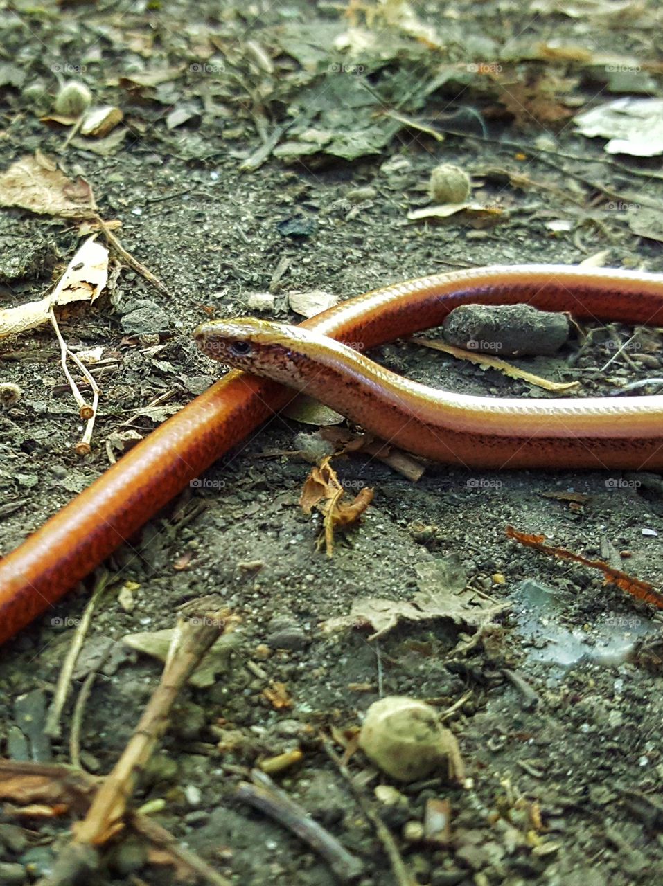 SlowWorm