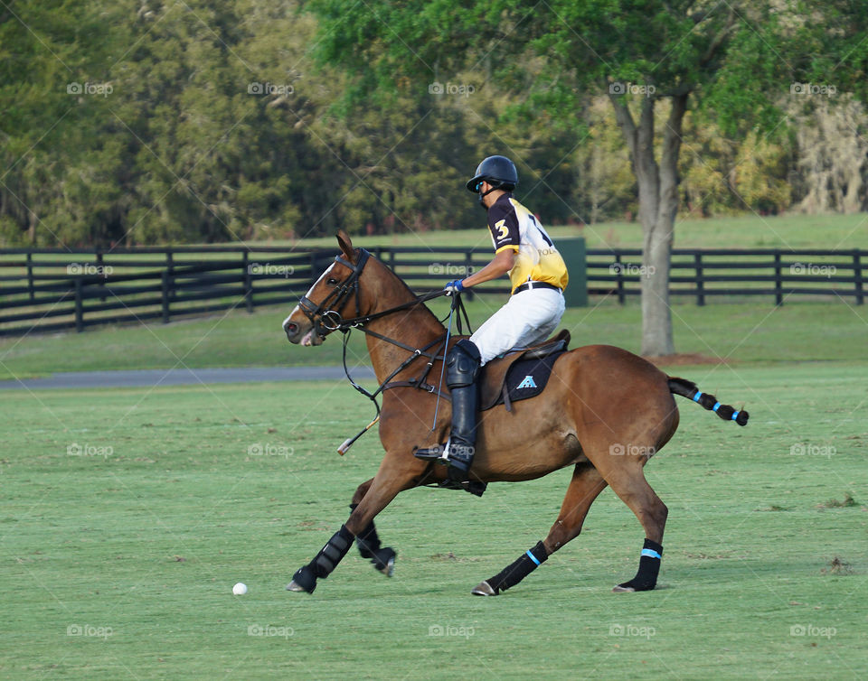 Polo action shot