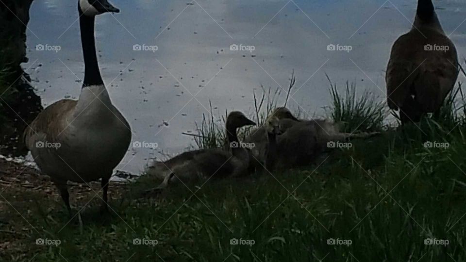 A family of Geese near the lake