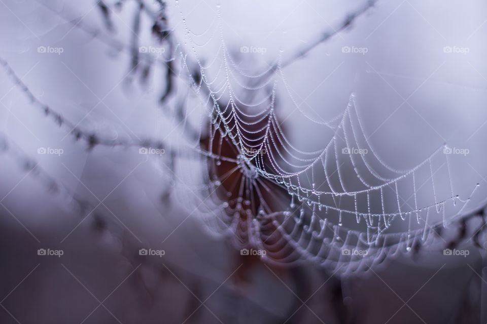 Spider web in the Morning mist 