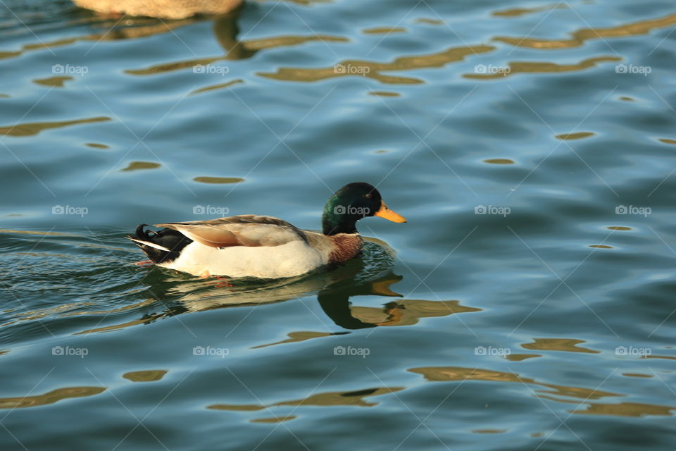 Mallard 