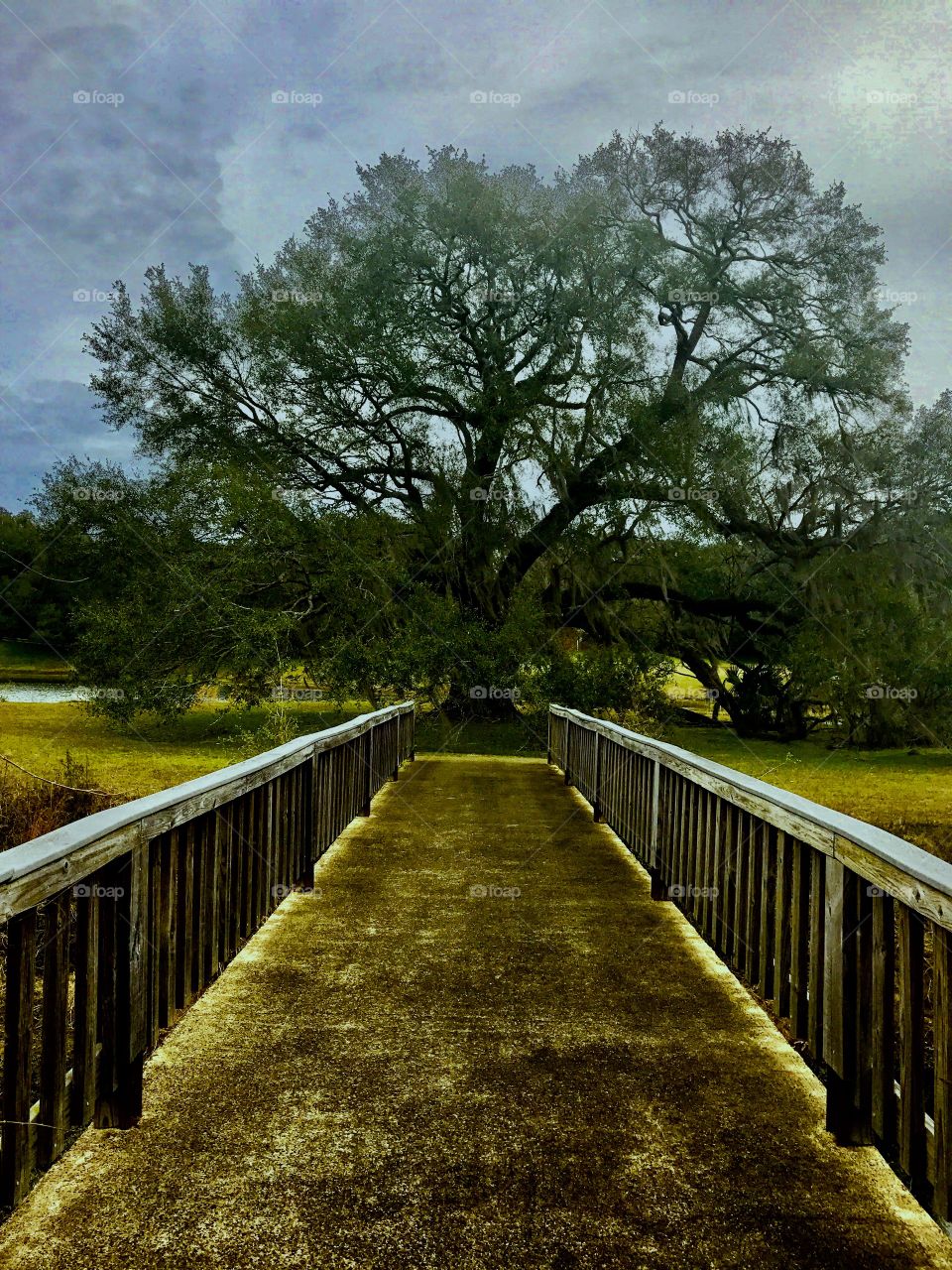 Lovely Live Oak