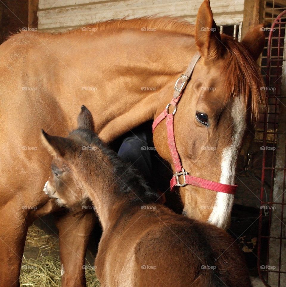Mare and foal