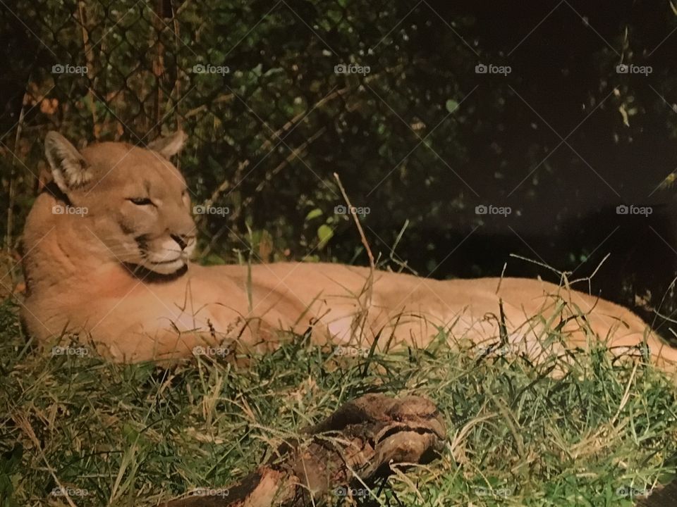 Lioness in the grass