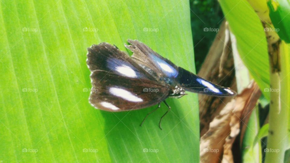 Butterfly perches on banana leaf