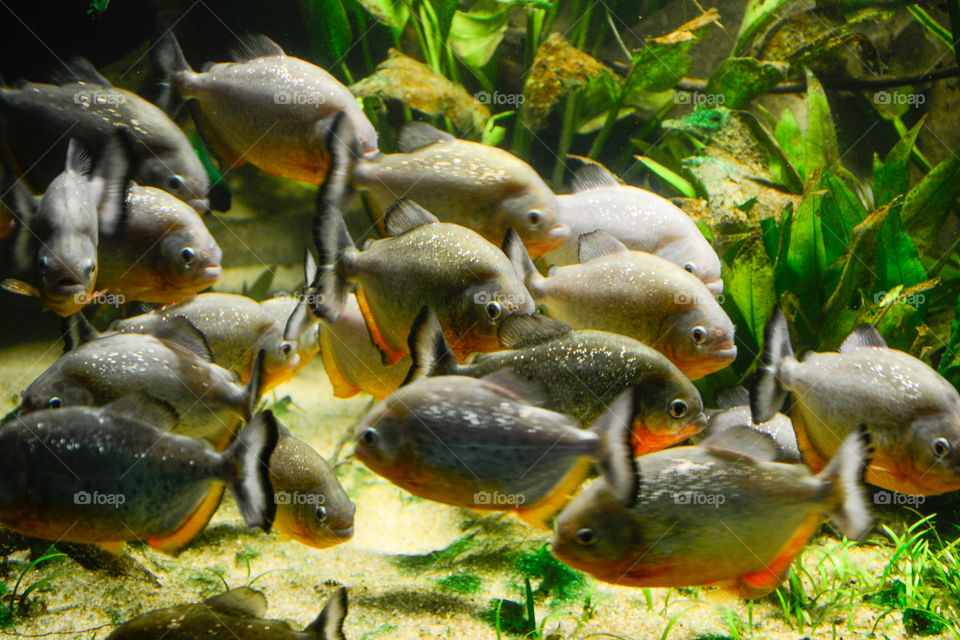 Piraya Piranha fish in a aquarium.