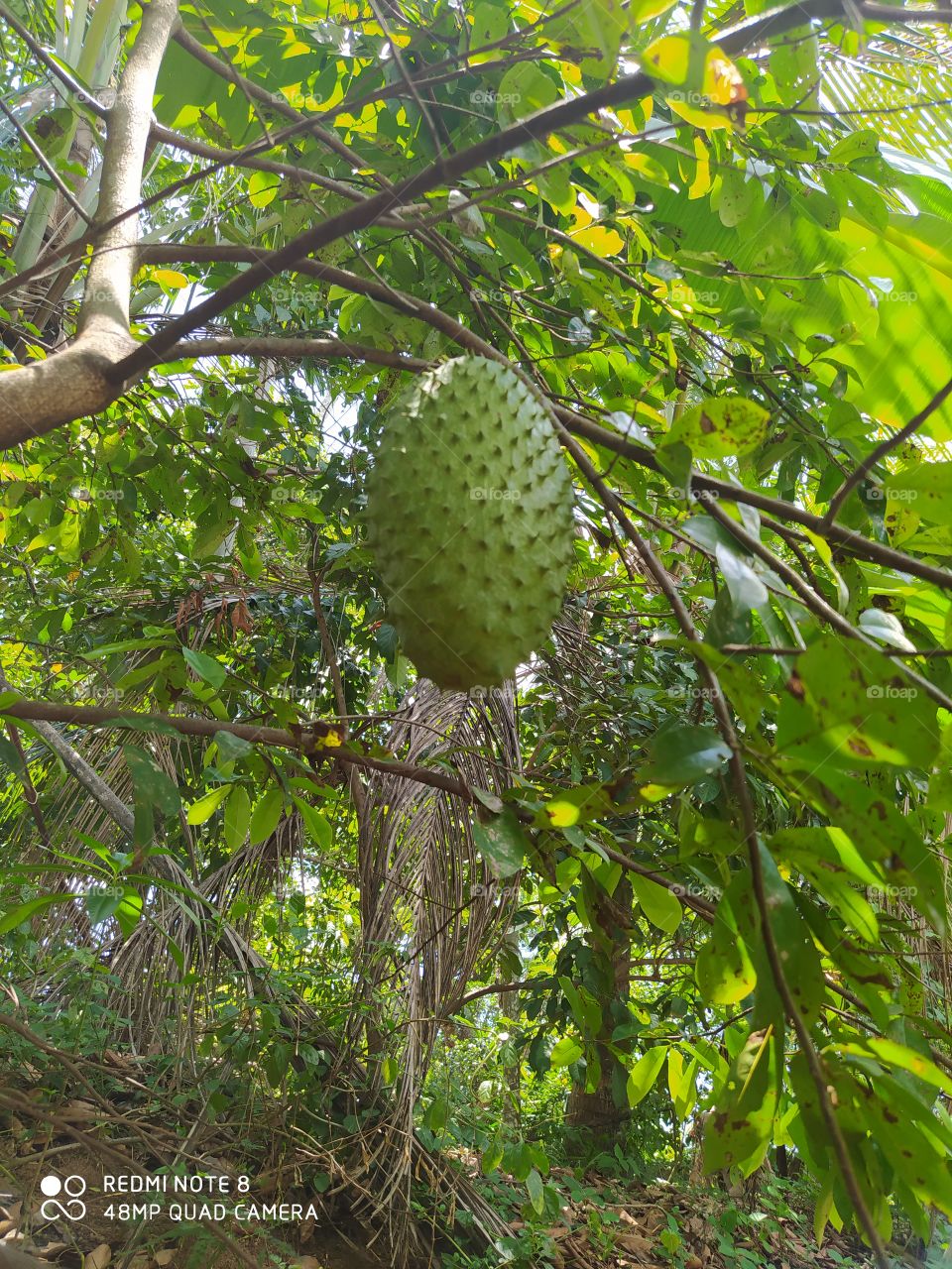 Leaf, Nature, Tropical, No Person, Growth