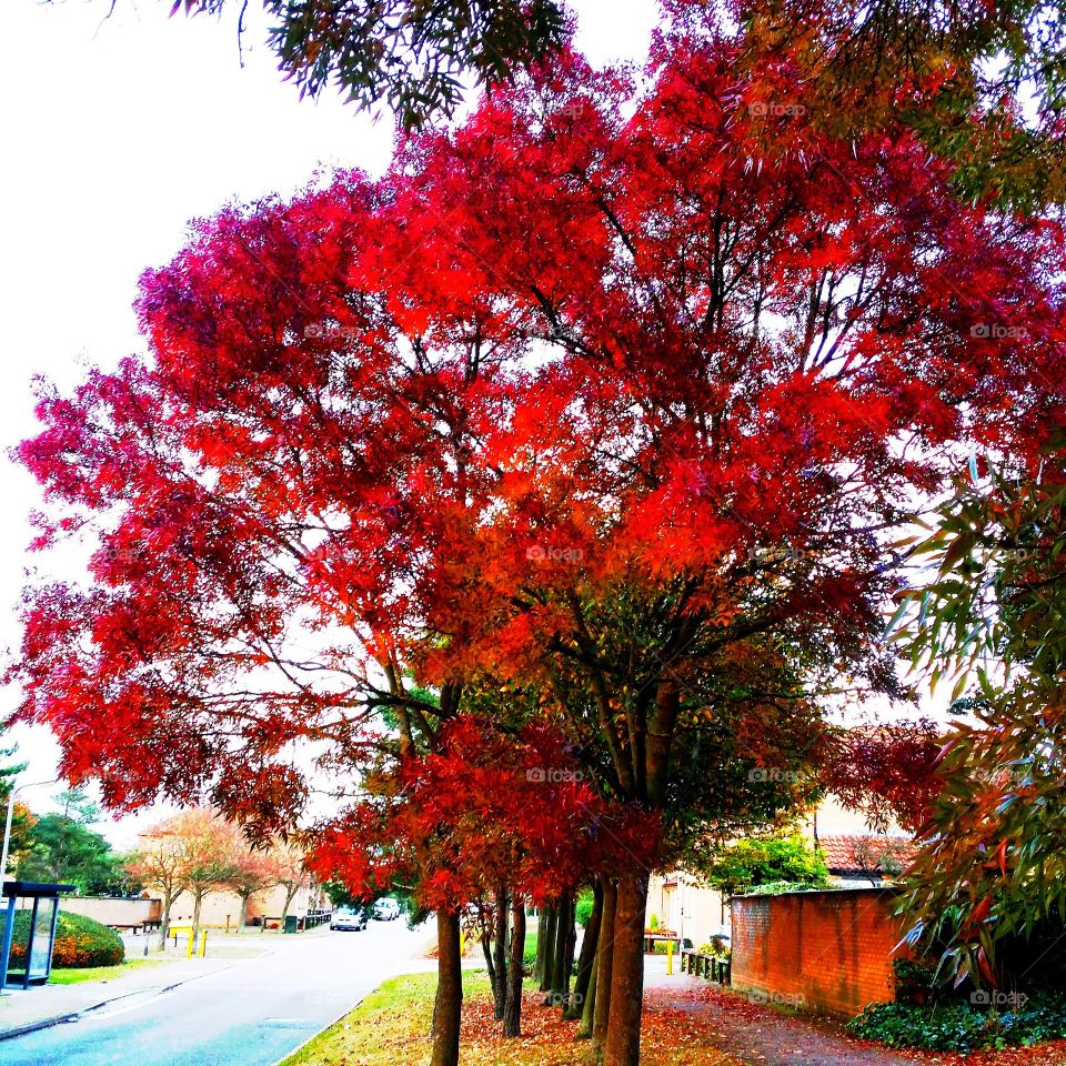 Flame Tree. These Mountain Ash trees (Rowan) are out front of my house.  in the fall their leaves go bright red and in certain angles of the sun, look like they are on fire.  