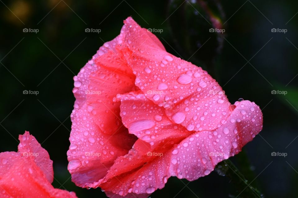 Pink flower with rain drops