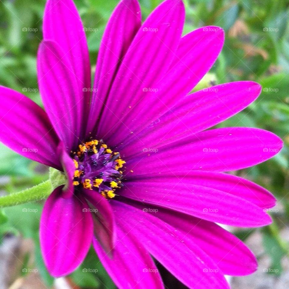 flower summer by smartini65