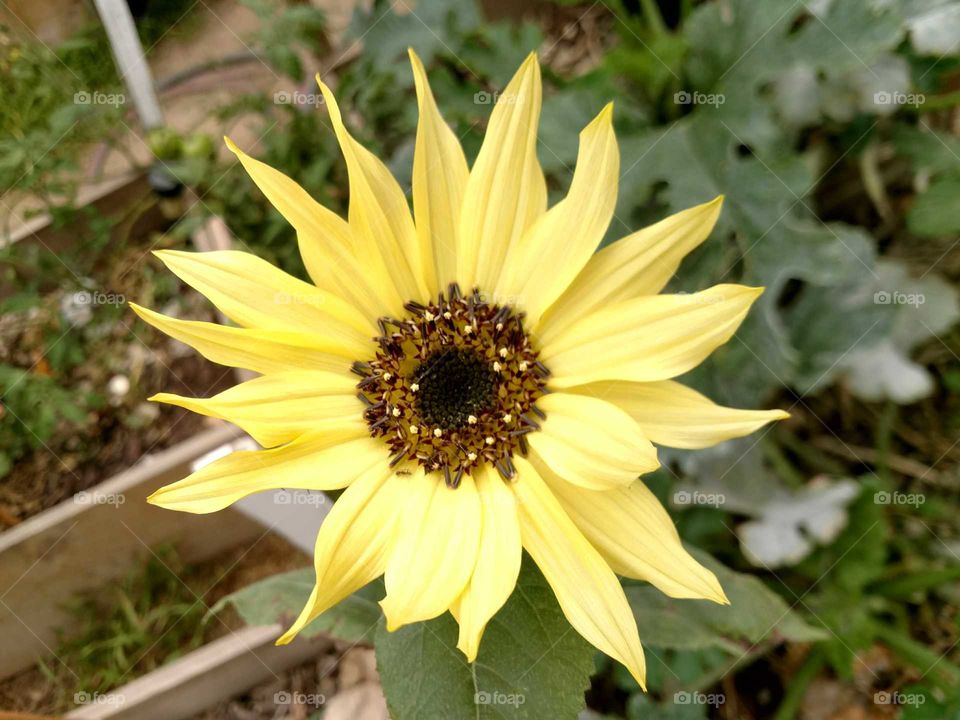 sunflower