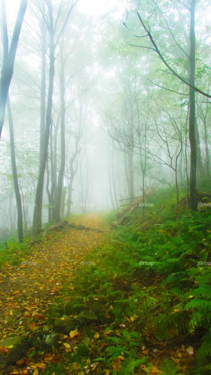 Fog in forest