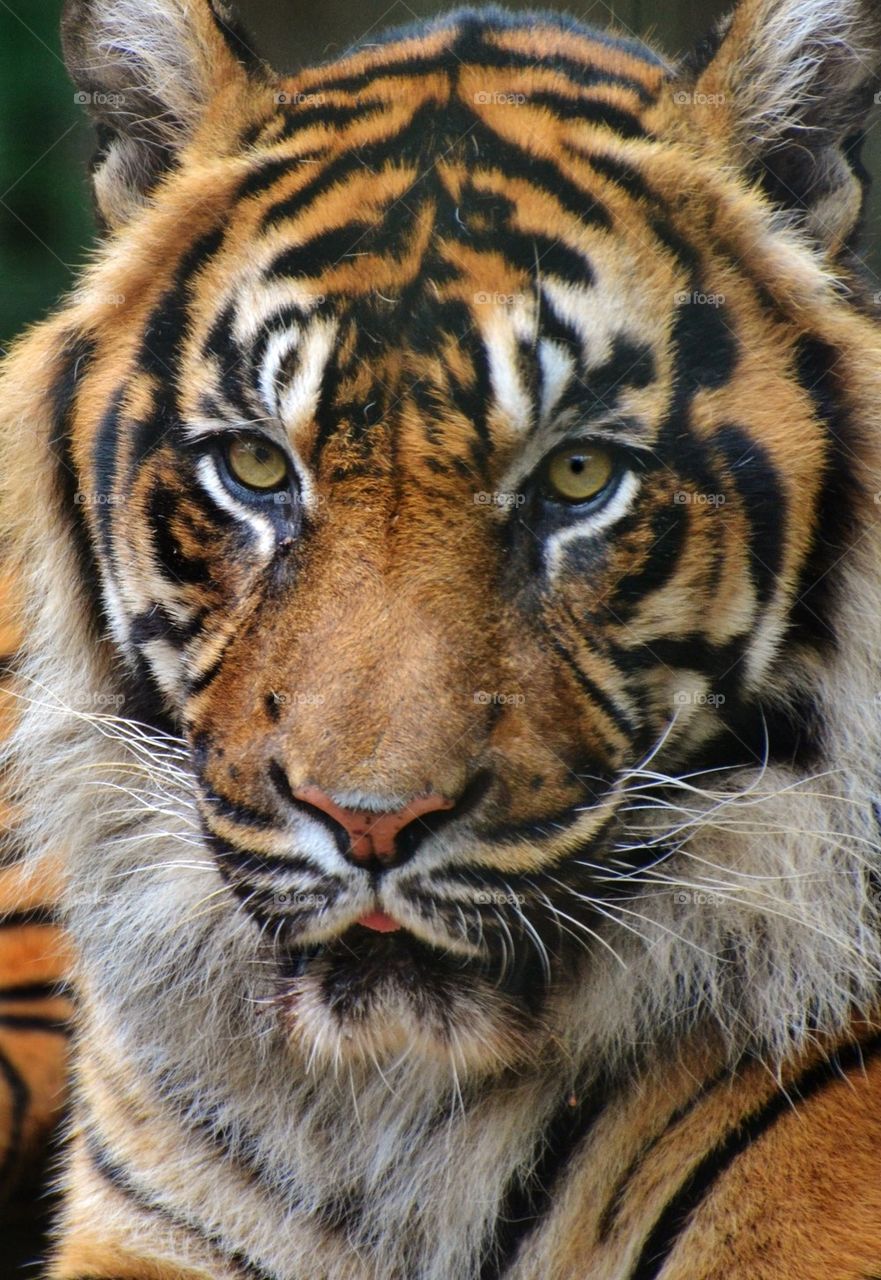 Tiger Face