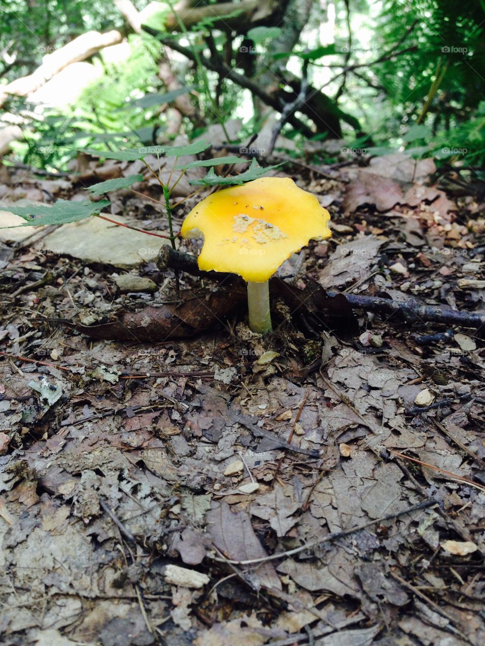Mushroom.  Unique mushroom I saw on a mountain