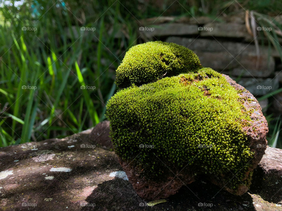 bb8 covered with moss 