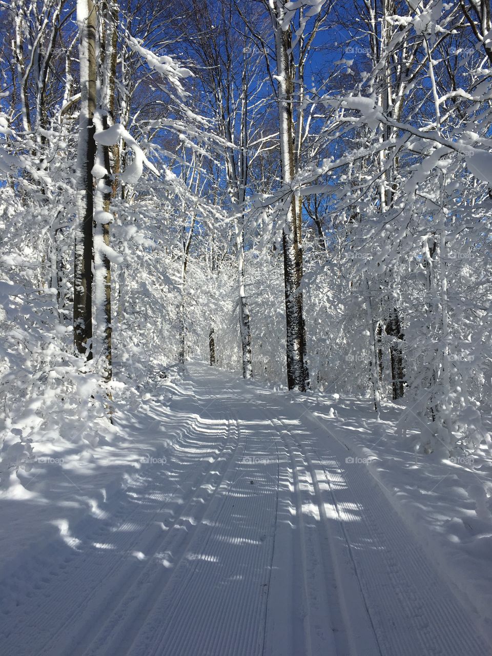 Snow-covered trees on a cross-country ski trail. 