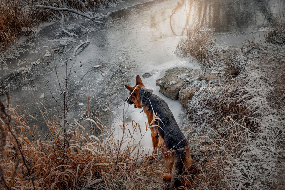 German shepherd dog walking outdoor at frozen day