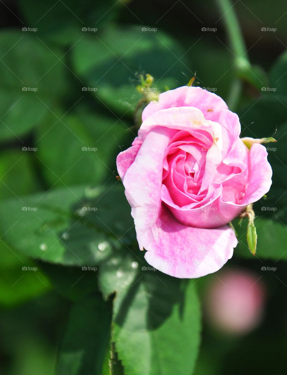 Rose, Flower, Flora, Leaf, Nature