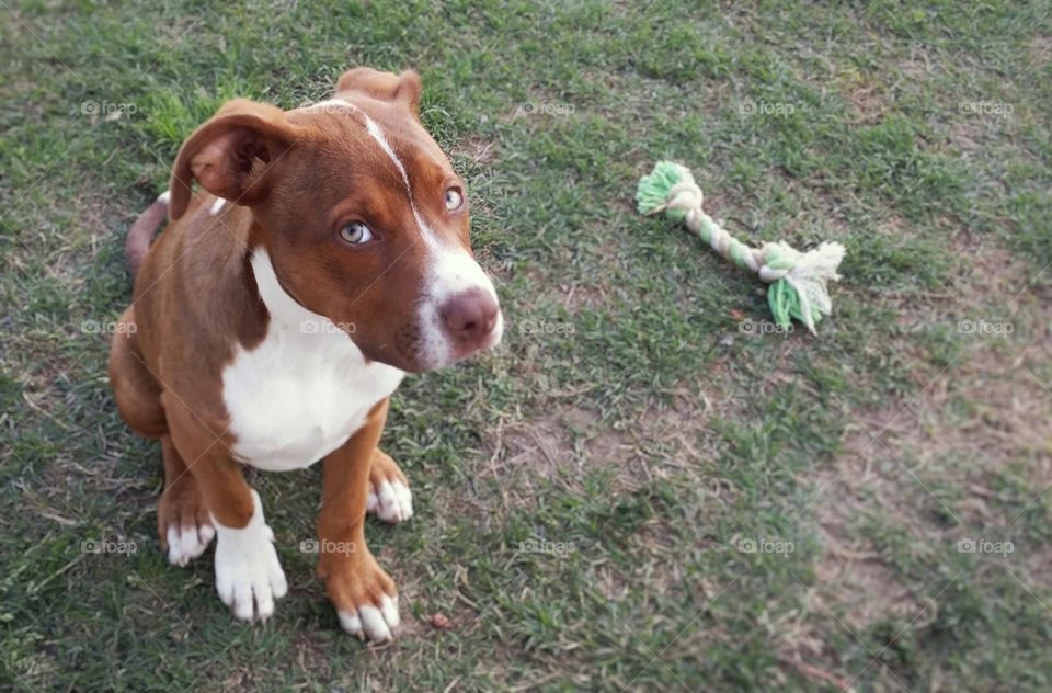 A young puppy dog looks up with a rope bone sitting beside her in the sparse spring grass