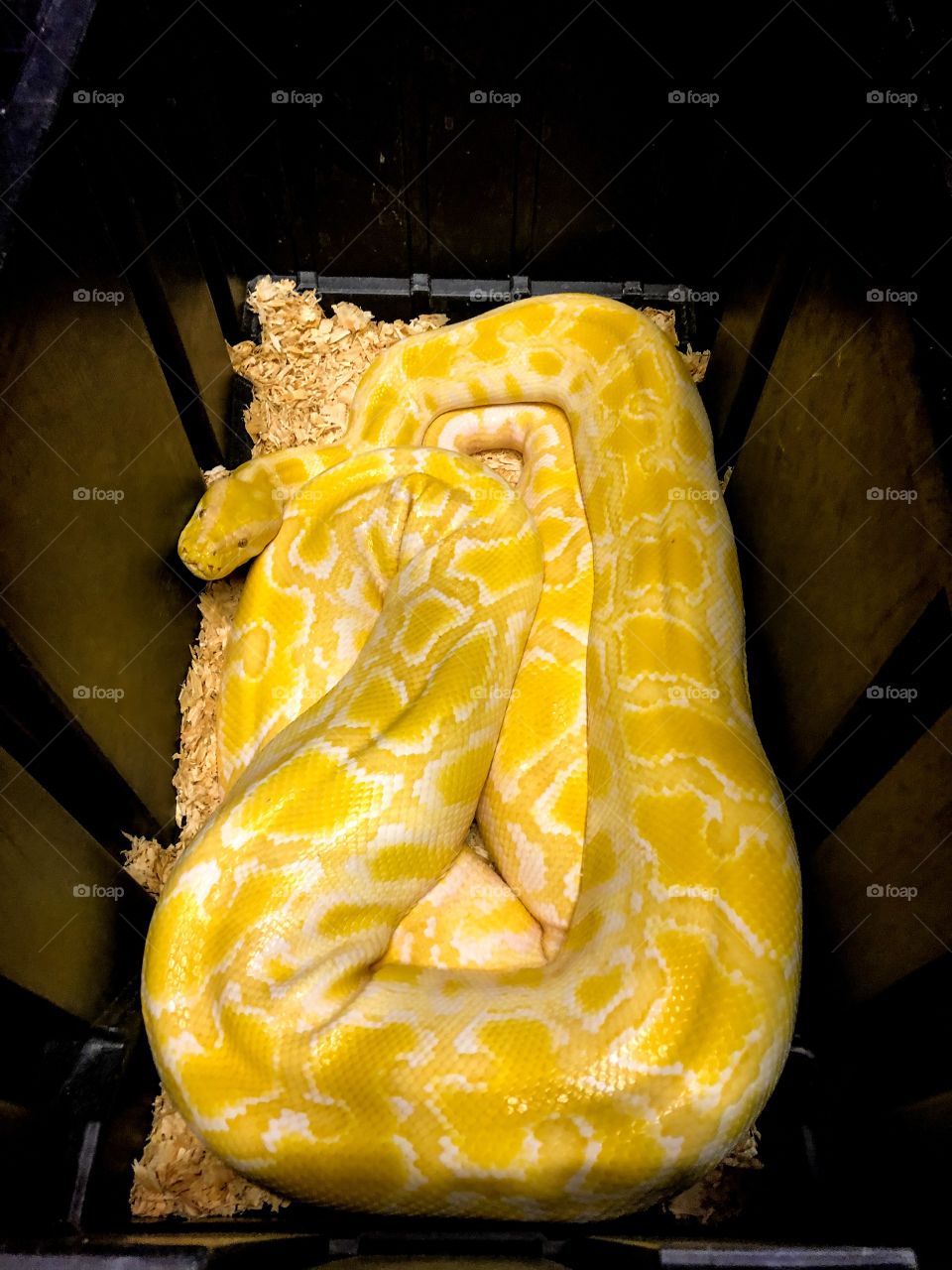 Albino Burmese Python 