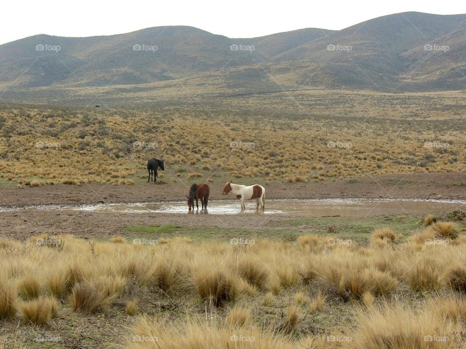 prados cercanos a montaña mendocina