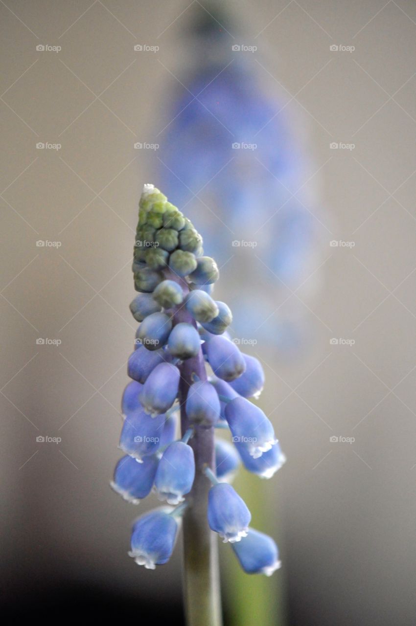 Grape-hyacinth
