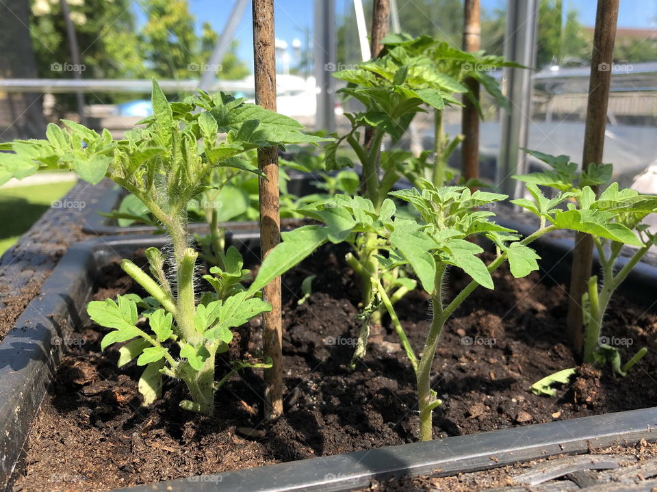 Tomatoeplants