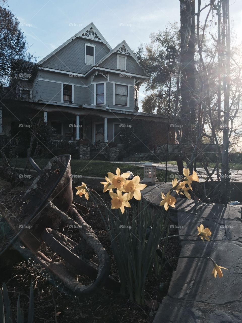 Faded Daffodils. Daffodils catching the last rays of sunshine