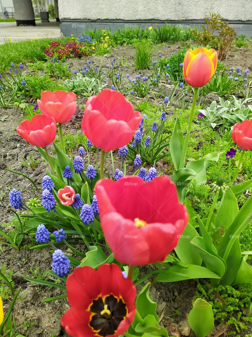 Tulips 🌷