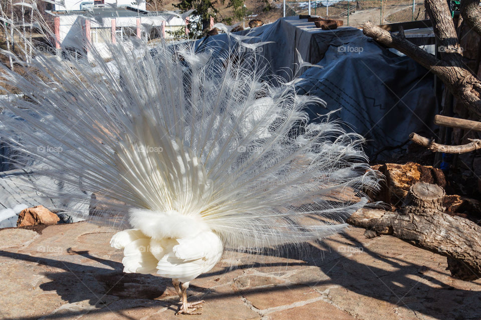 Back view of feathers of white peafowl 