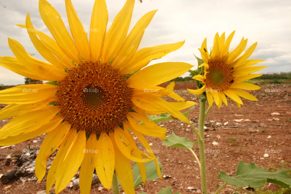 flower