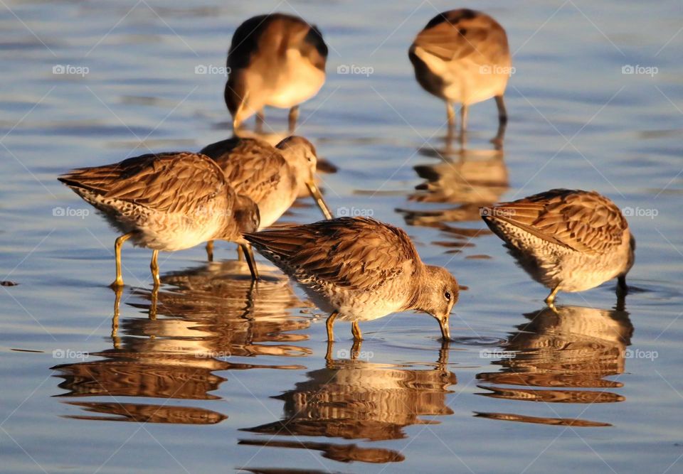 Group of Dowitcher Wading Birds