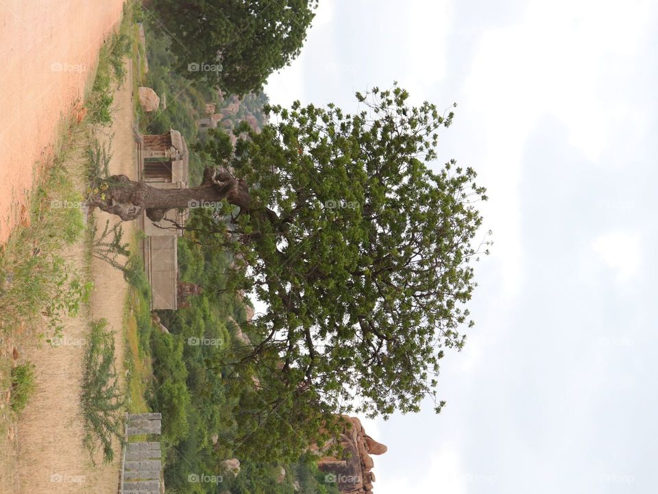 Tree, Architecture, Leaf, No Person, Building