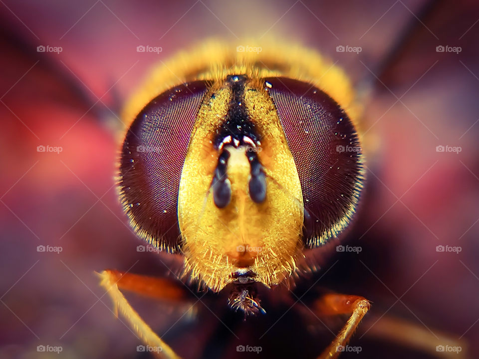 A small striped fly