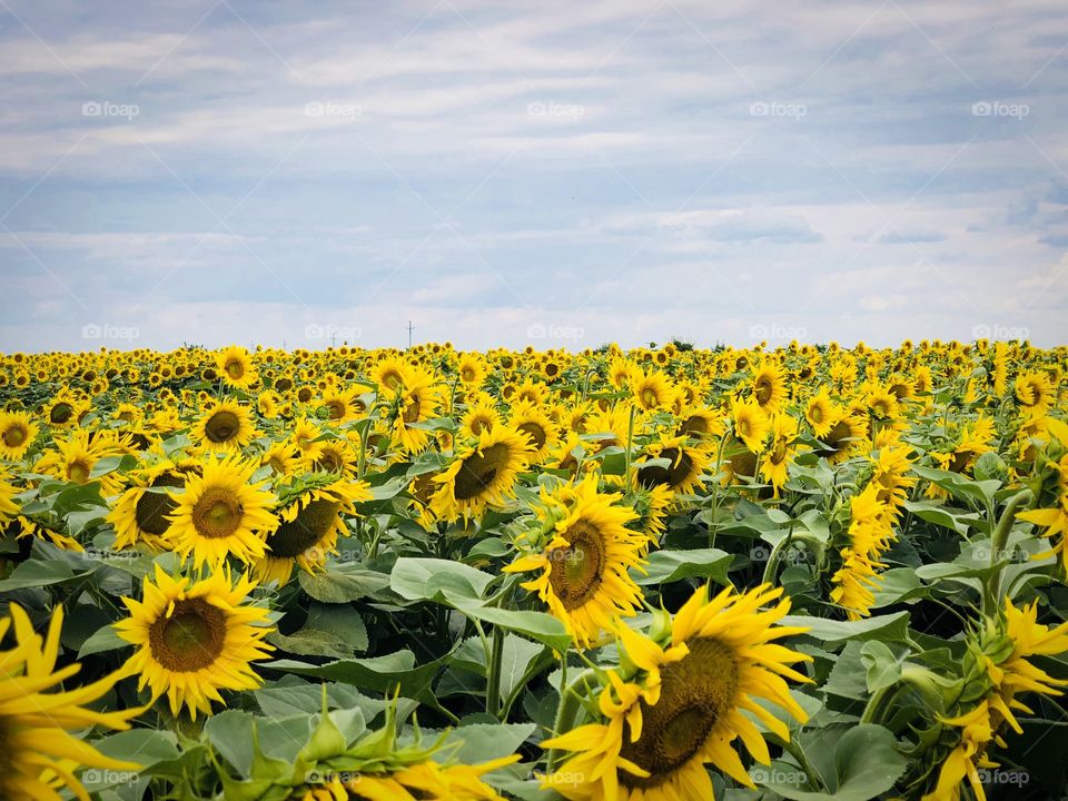 Field of sunflowers on a day with dark storm clouds on the sky