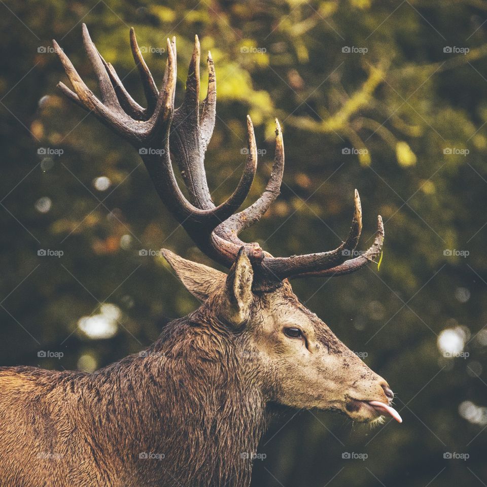 Beautiful deer running around in a nearby local forest. The weather was just right for taking photos of wildlife