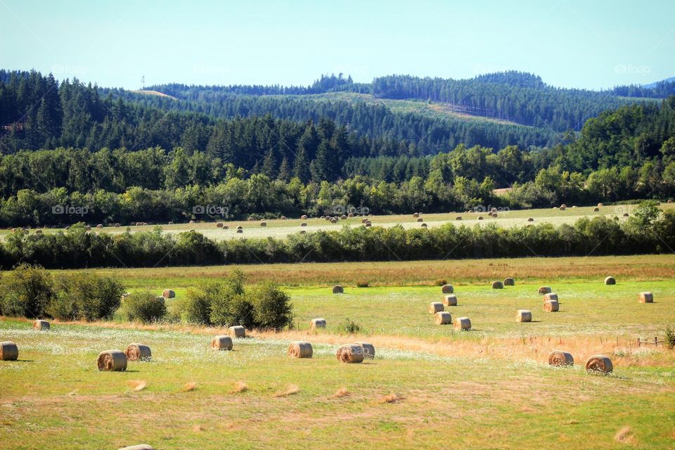 Hay bales in a field