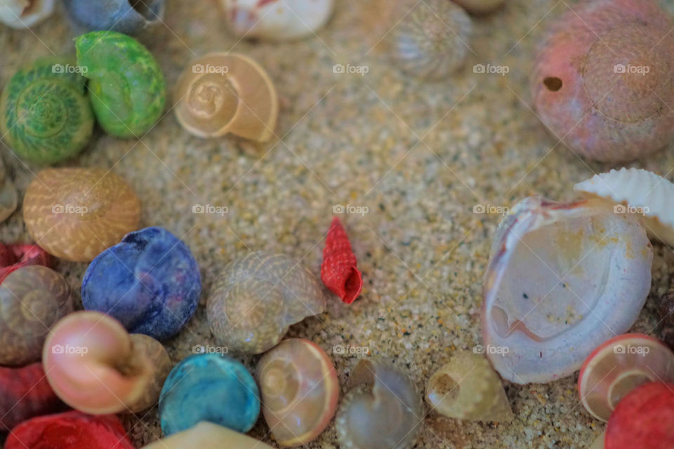 Seashells 