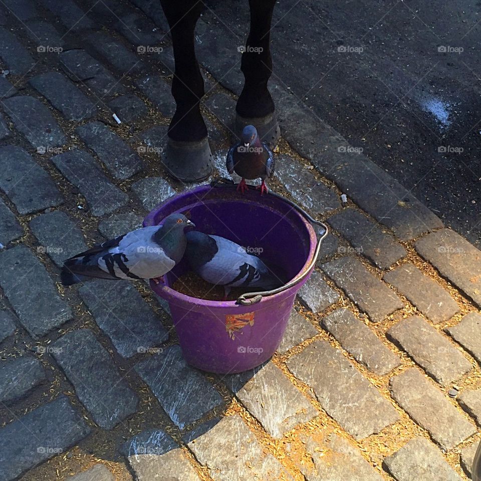 Pigeons feed at a horses foot