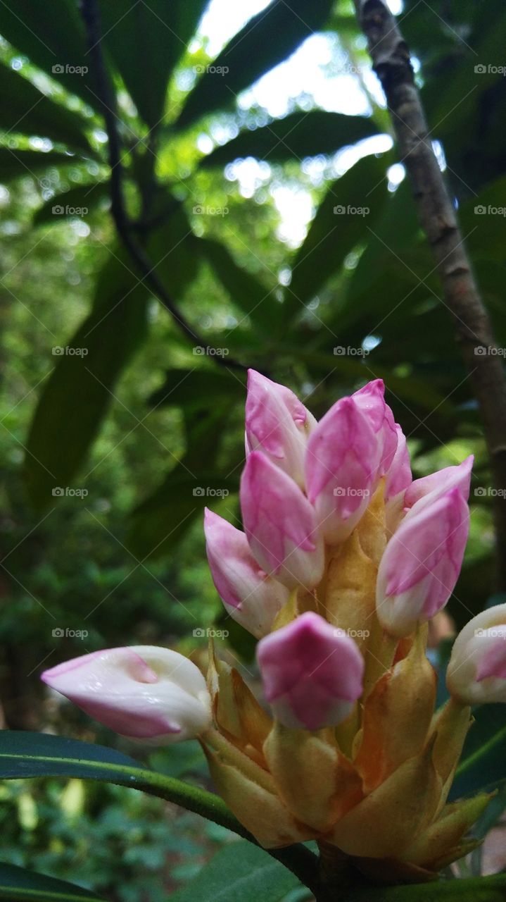 Close-up of bright pink Rhodoendron flower buds with silhouetted, dark green leaves and trees in the background.