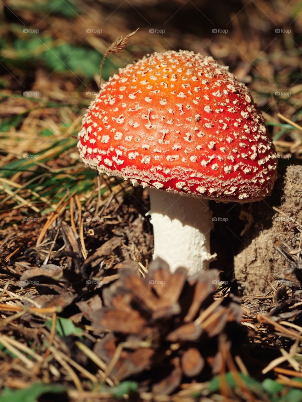 Fly agaric portrait