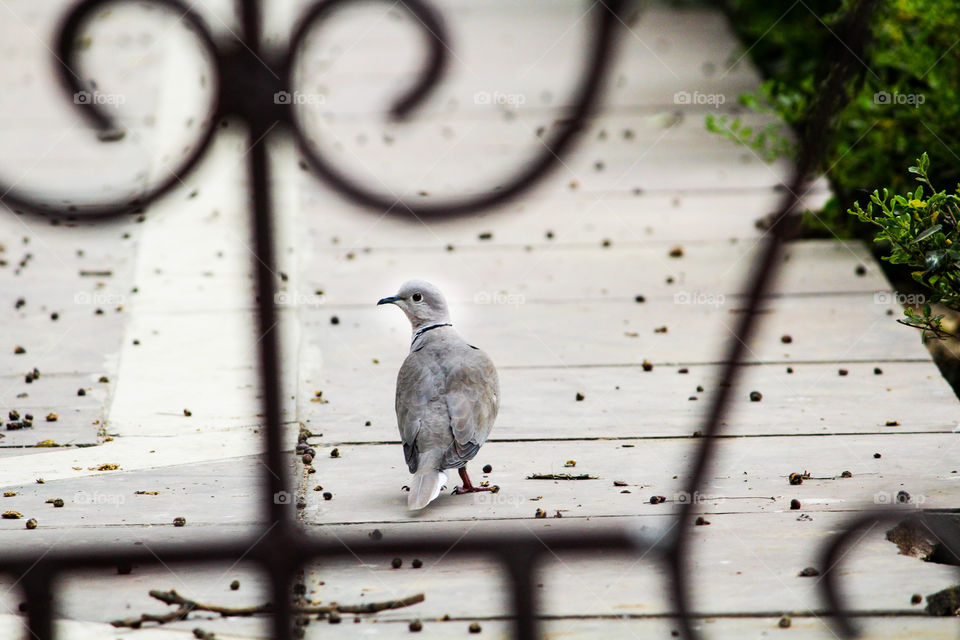 An eurasian collared dove waking alone searching for breakfast..