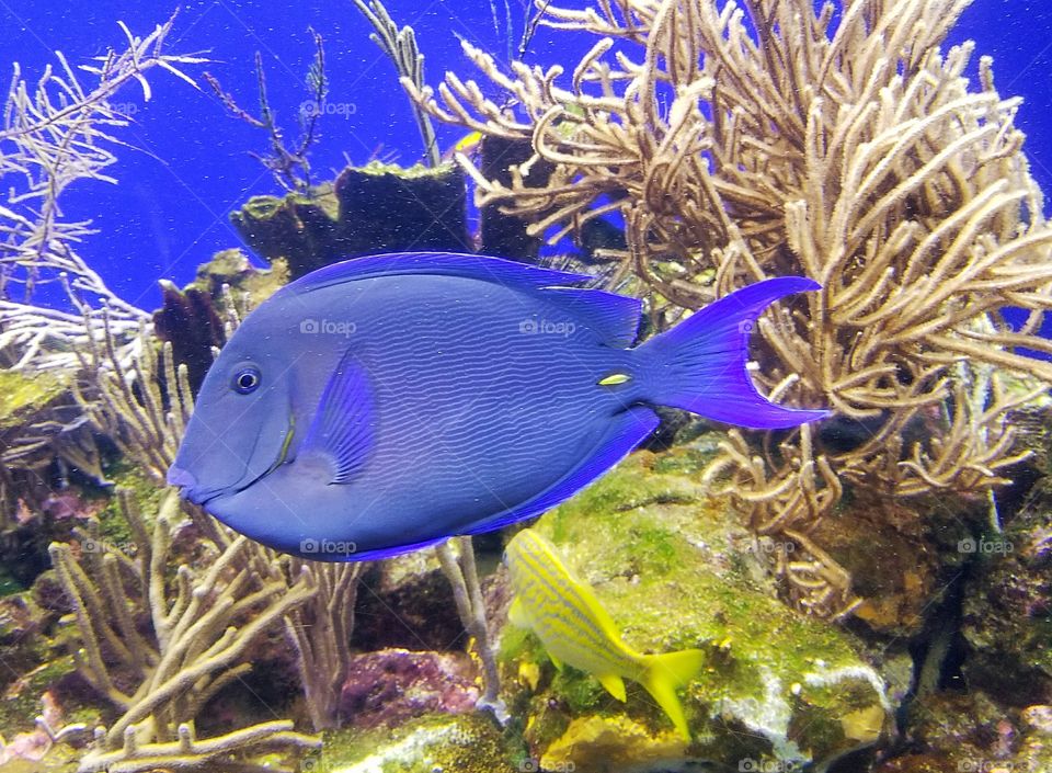 blue tropical fish