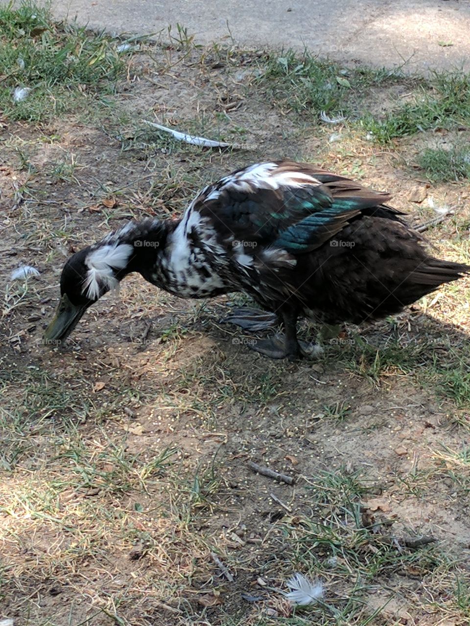 funny feather piece on cute duck