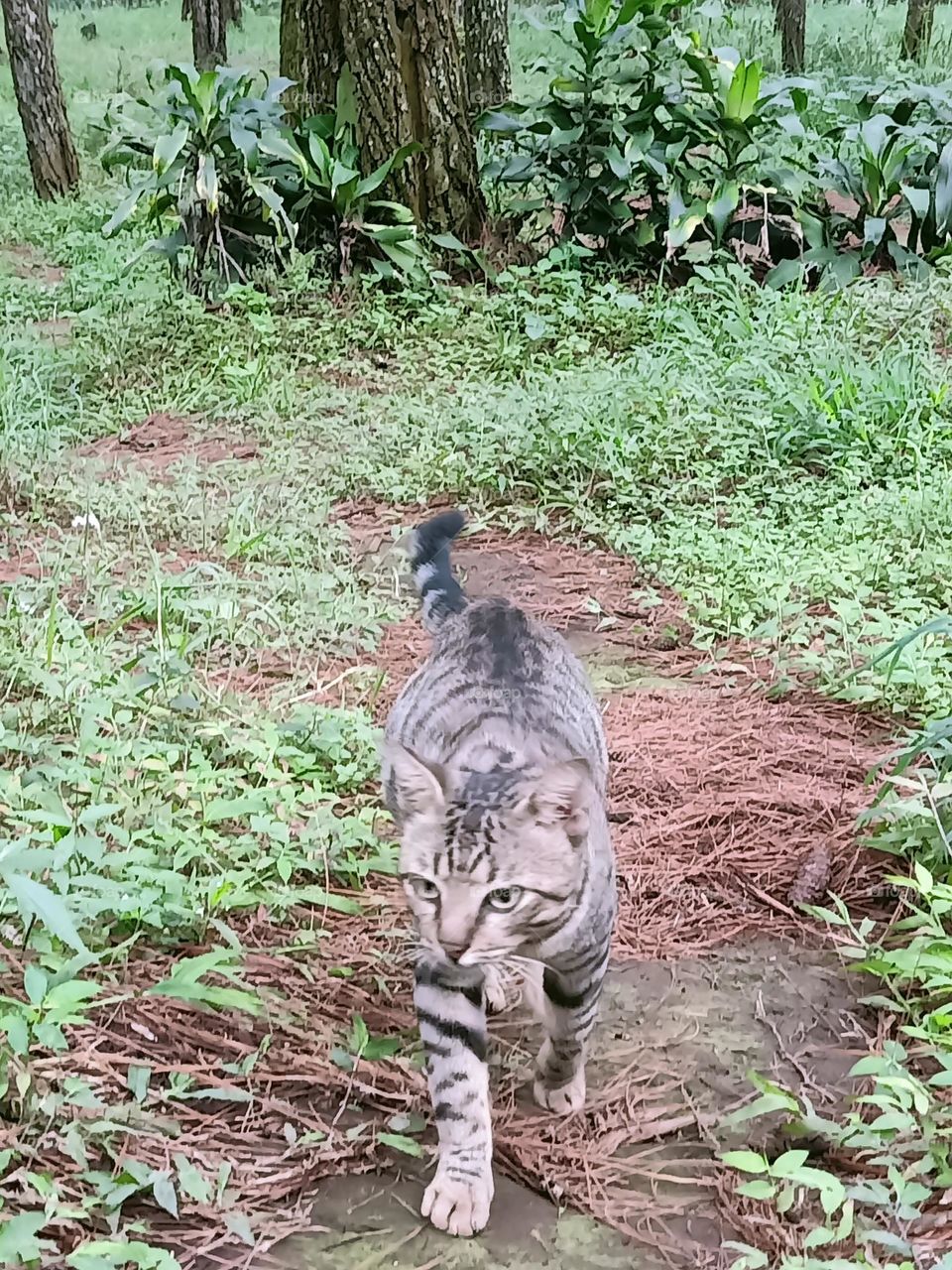 cat in the forest