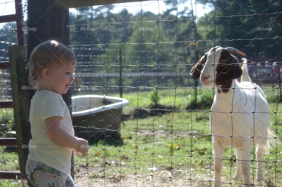 fun on the farm