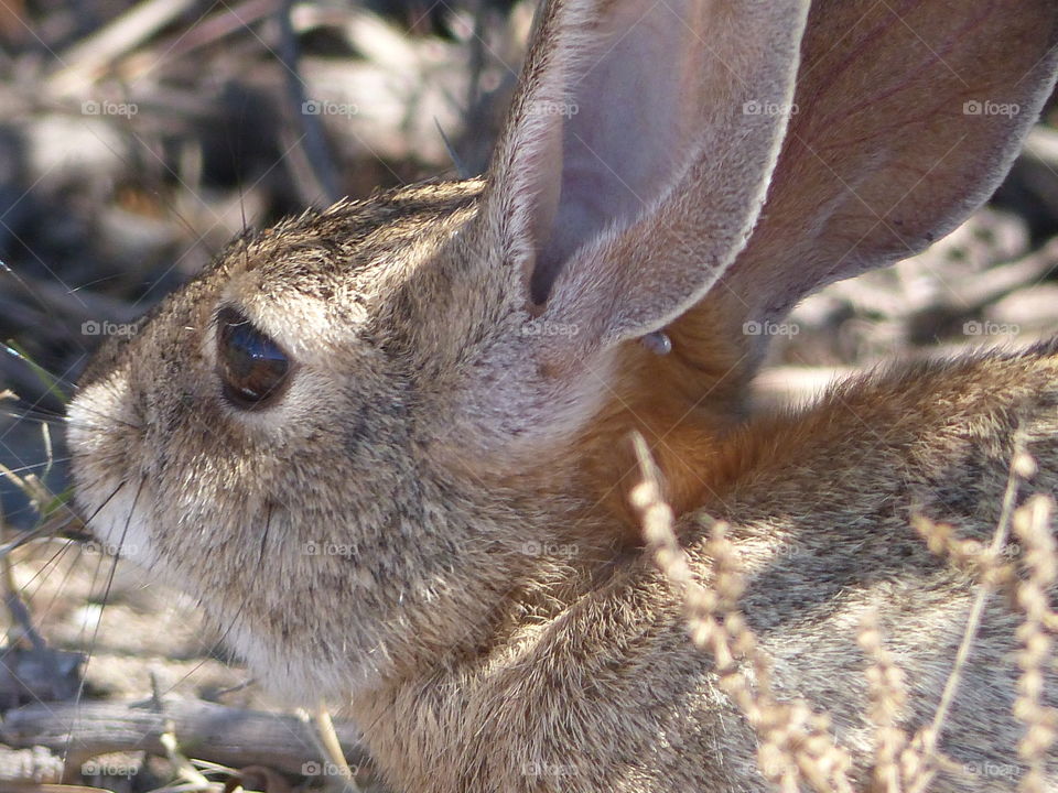 Bunny looking to the left