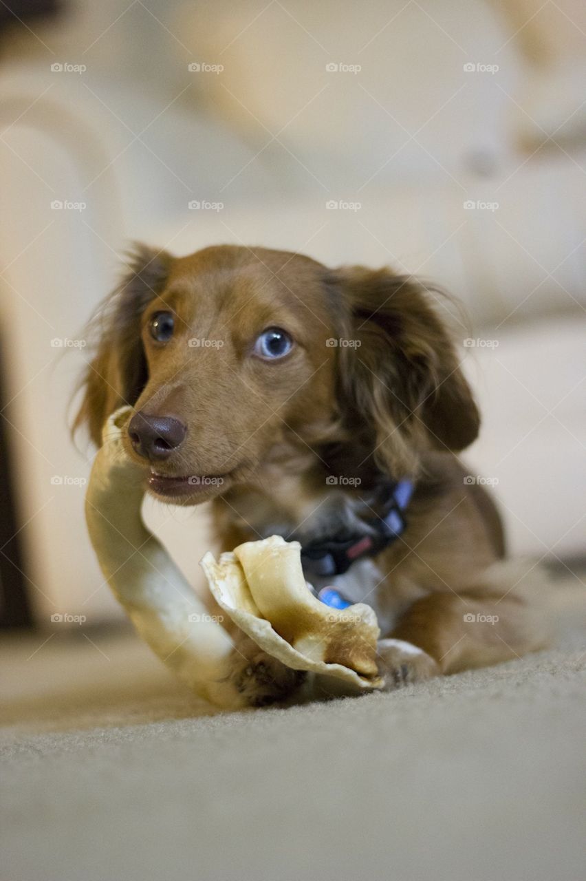 Long-haired dachshund Dog chewing bone